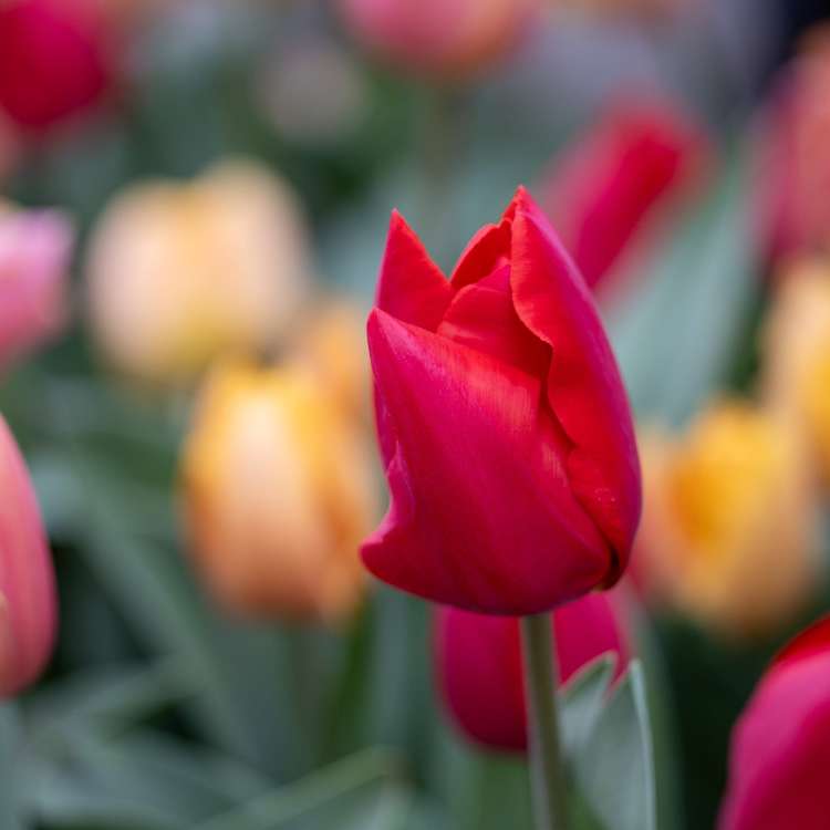 'Jimmy Family' tulpanblandning